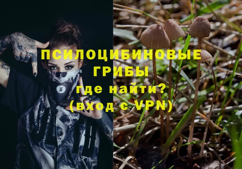 Галлюциногенные грибы Psilocybe  Покровск 